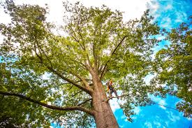 How Our Tree Care Process Works  in  Maineville, OH