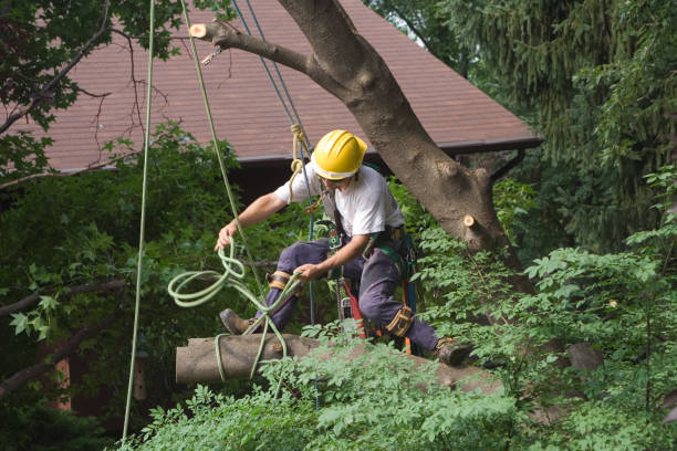 Best Tree Risk Assessment  in Maineville, OH