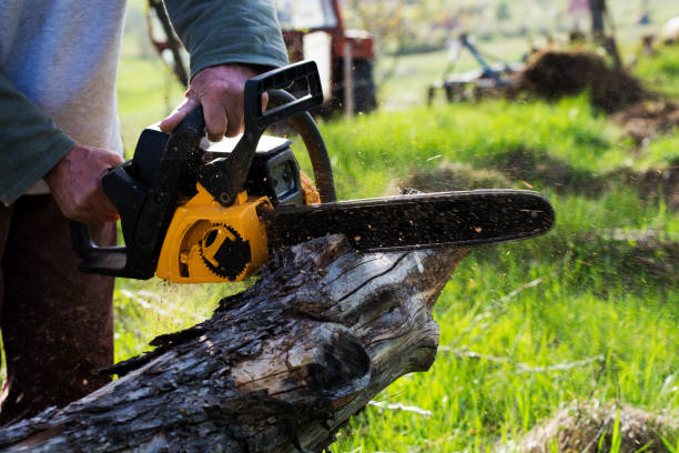 Best Tree Cabling and Bracing  in Maineville, OH