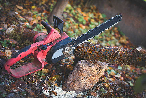 Best Tree Trimming and Pruning  in Maineville, OH